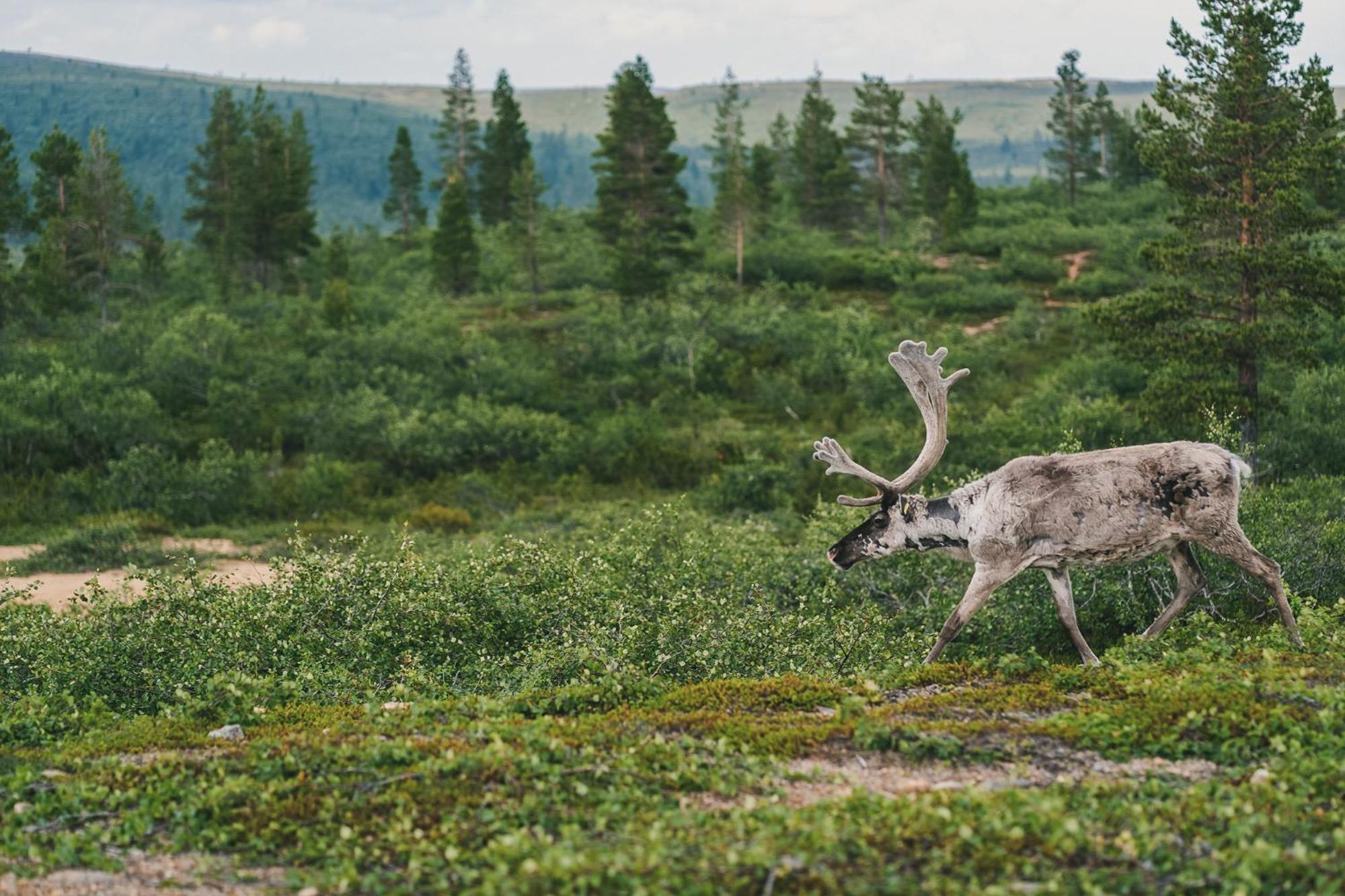 Fell Centre Kiilopaeae, Hotelli Niilanpaeae Saariselka Kültér fotó